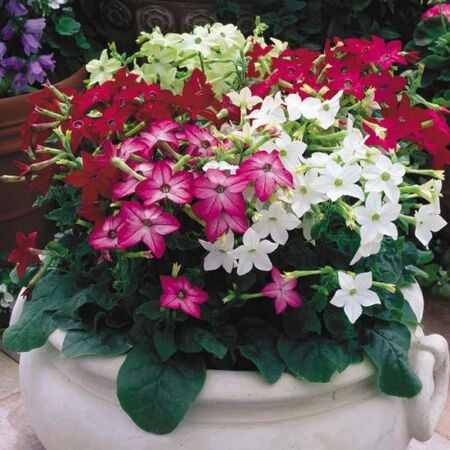 Saratoga Mix, Nicotiana Seed - Packet image number null